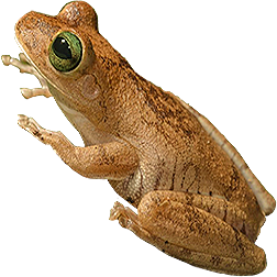 Emerald-Eyed Frog